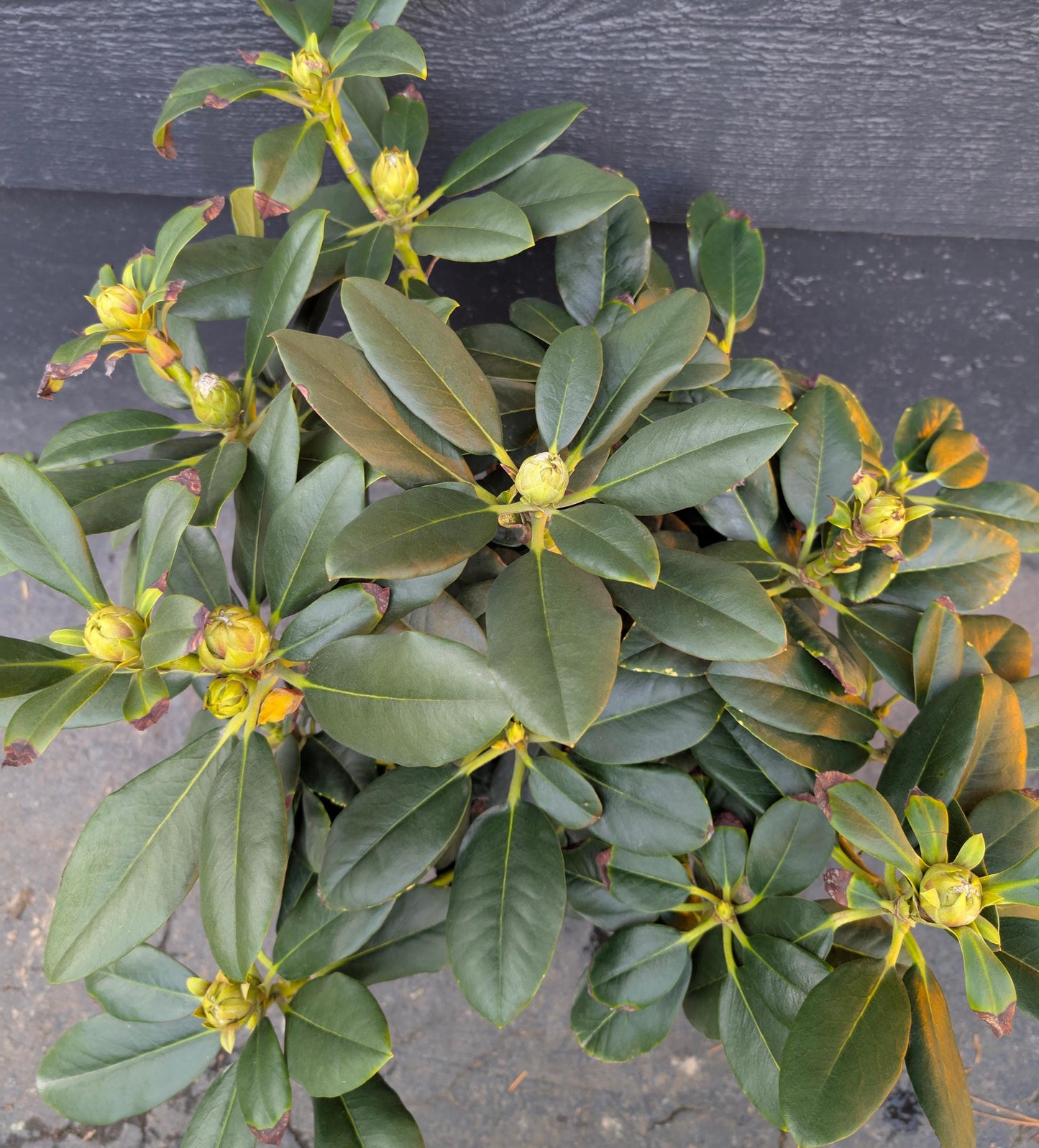 Cherry Cheesecake Rhododendron, Pink Flowering Evergreen Shrub - Live Plant
