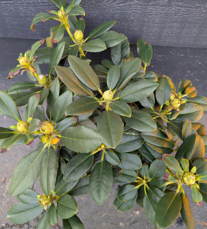 Cherry Cheesecake Rhododendron, Pink Flowering Evergreen Shrub - Live Plant