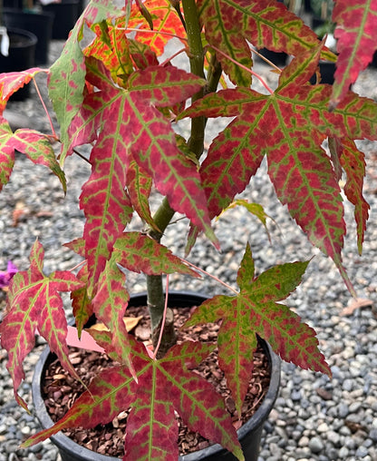 Mystic Jewel Japanese Maple Tree, Heat Tolerant Acer Oliverianum - Live Plant