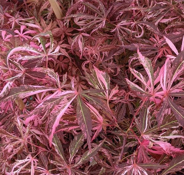 Lileeanne's Jewel Japanese Maple, Rare Variegated Acer Palmatum - Live Plant