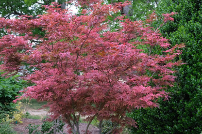 Geisha Gone Wild Japanese Maple Variegated Pink Acer Palmatum - Live Plant