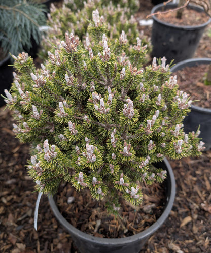 Minima Kalous Mugo Pine Rare Miniature Collector Conifer - Live Plant