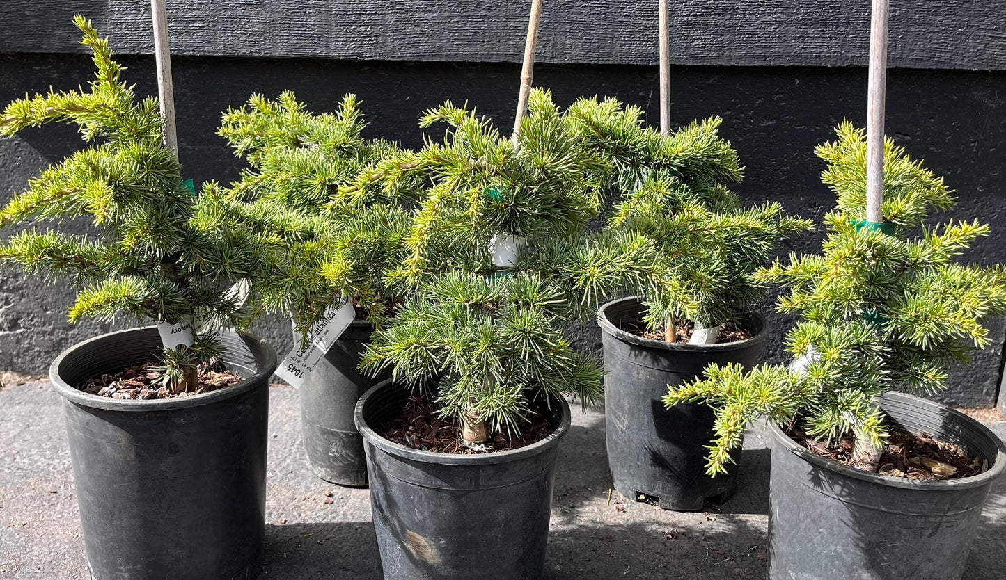 Hillier's HB Dwarf Atlas Cedar, Bonsai Starter, Rock Garden Tree - Live Plant