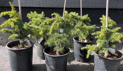 Hillier's HB Dwarf Atlas Cedar, Bonsai Starter, Rock Garden Tree - Live Plant