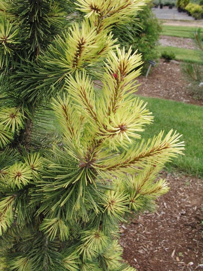 Taylor's Sunburst Rare Dwarf Variegated Lodgepole Pine Collector Conifer Tree - Live Plant