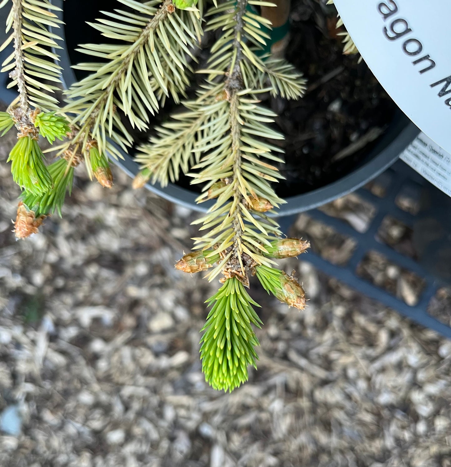 Cascade Campfire Rare Blue Spruce Tree, Dwarf Collector Conifer - Live Plant