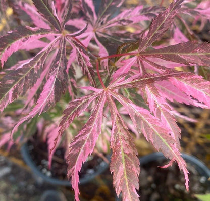 Lileeanne's Jewel Japanese Maple, Rare Variegated Acer Palmatum - Live Plant