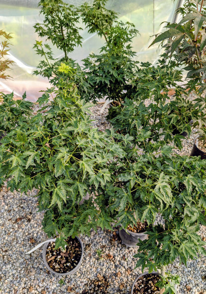 Ojishi Rare Dwarf Japanese Maple, Male Lion Tree Counterpart To Shishigashira - Live Plant
