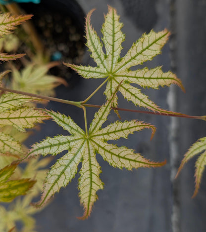 Peaches and Cream Japanese Maple, Pink Cream Variegated Acer Palmatum - Live Plant