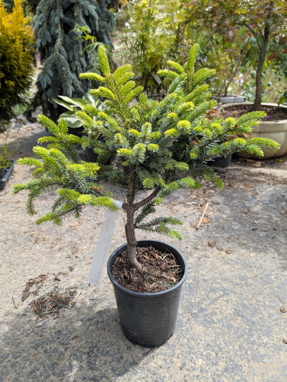Howell’s Dwarf Tigertail Spruce, Picea Bicolor Conifer,  Unique Purple Cones - Live Plant