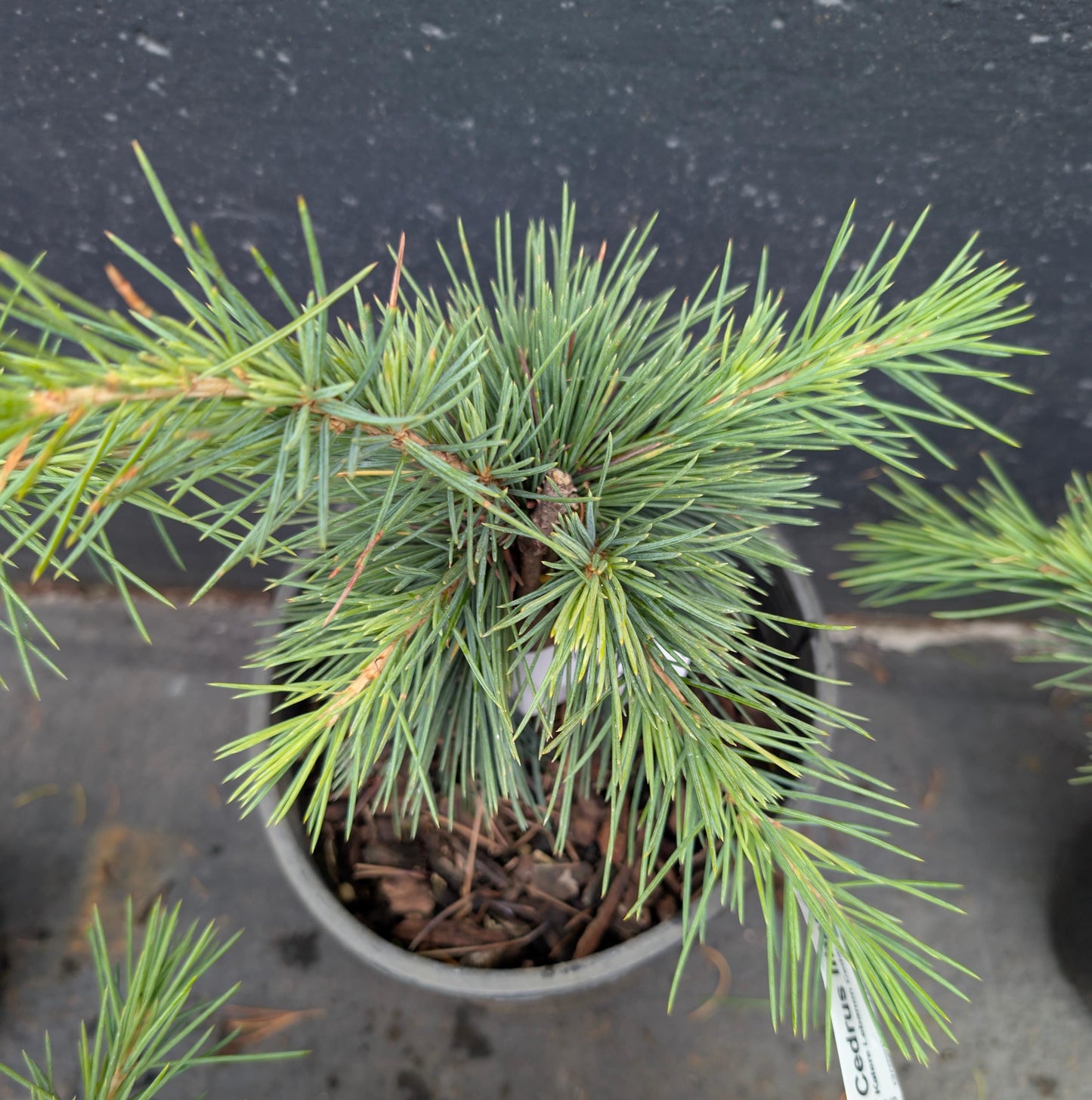 Katere Dwarf Cedar Of Lebanon, Rare Blue-Green Conifer - Live Plant