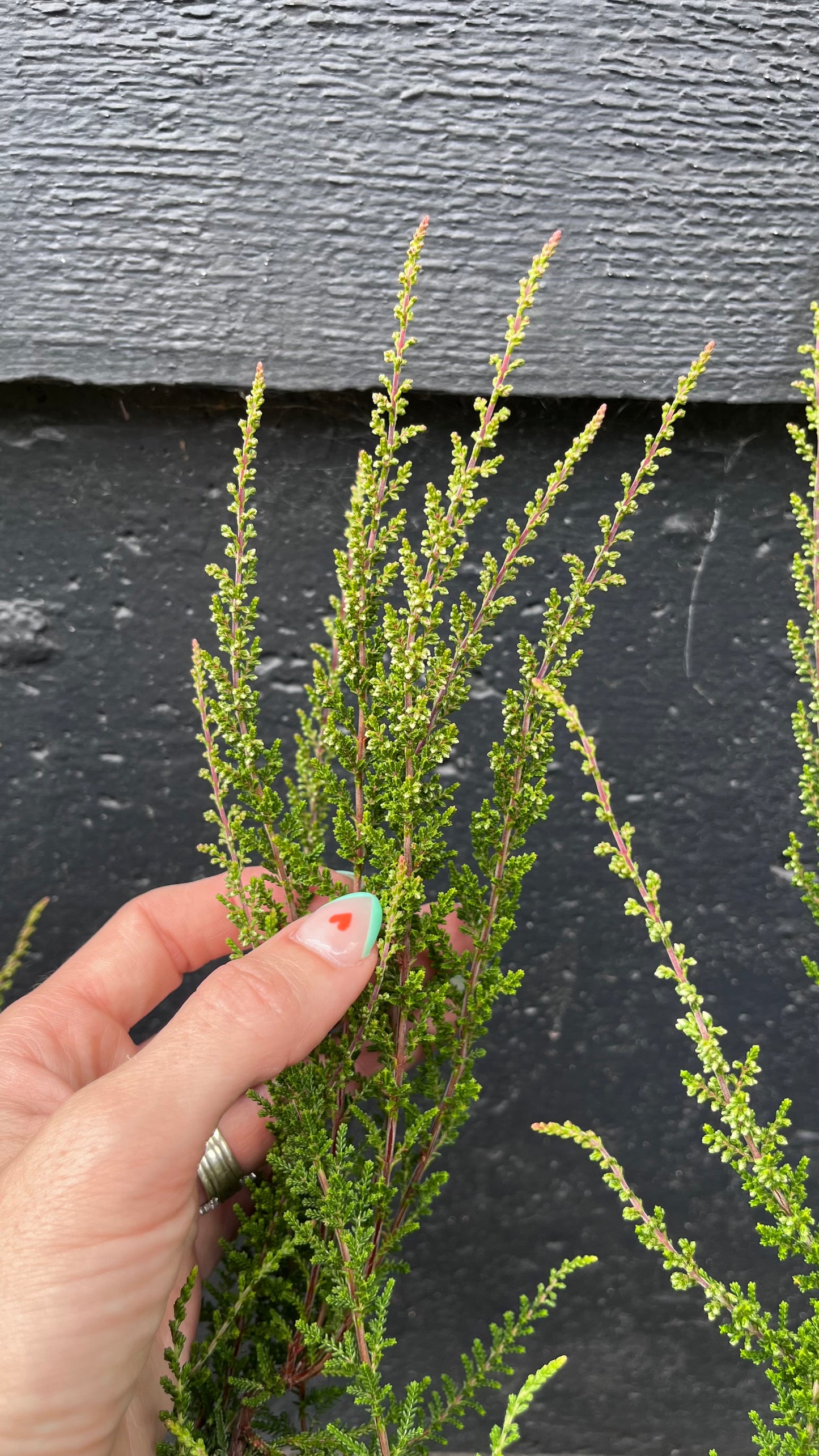 Melina Lights Pink Heather, Calluna Vulgaris Dwarf Flowering Shrub - Live Plant