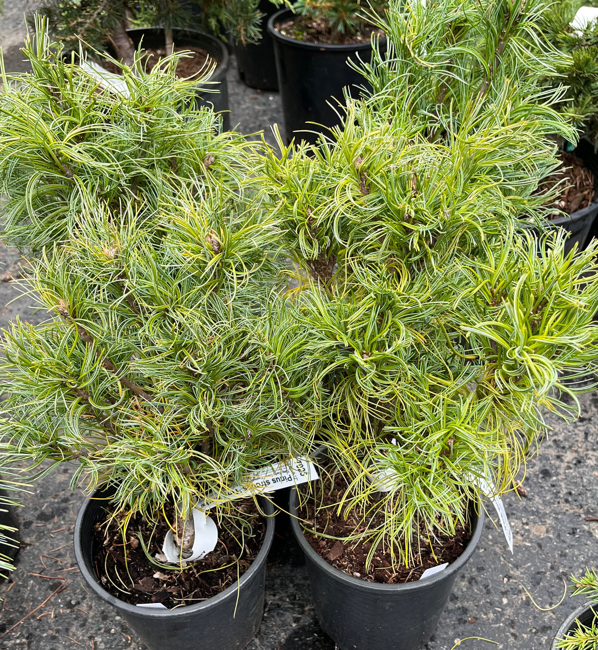 Tiny Kurls Dwarf Eastern White Pine, Unique Twisted Blue-Green Needles - Live Plant