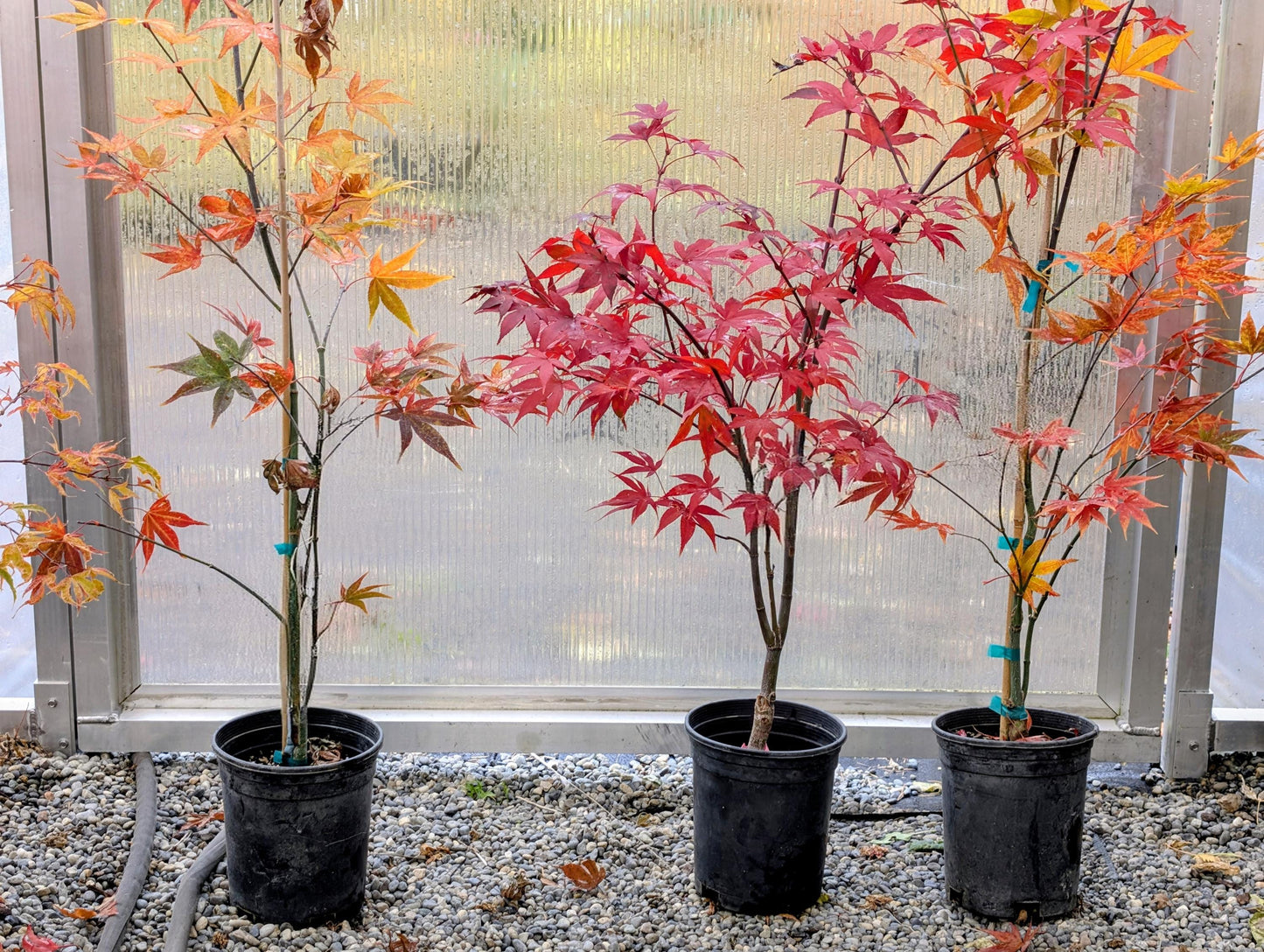 Omato Japanese Maple, Upright Vase Form, Bold Fall Color - Live Plant
