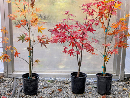 Omato Japanese Maple, Upright Vase Form, Bold Fall Color - Live Plant