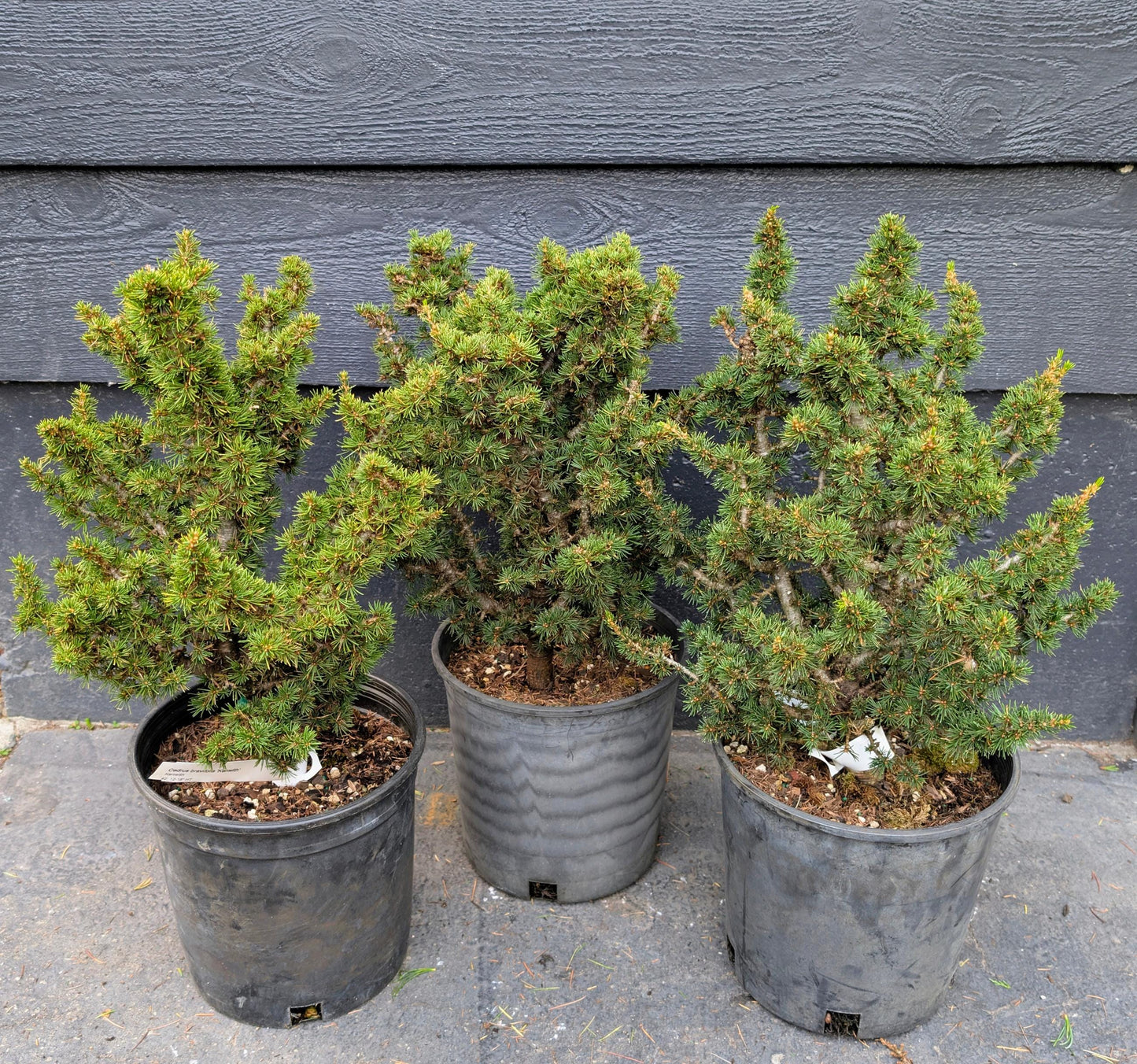 Kenwith Dwarf Cyprus Cedar, Cedrus Brevifolia Rare Miniature Conifer - Live Plant