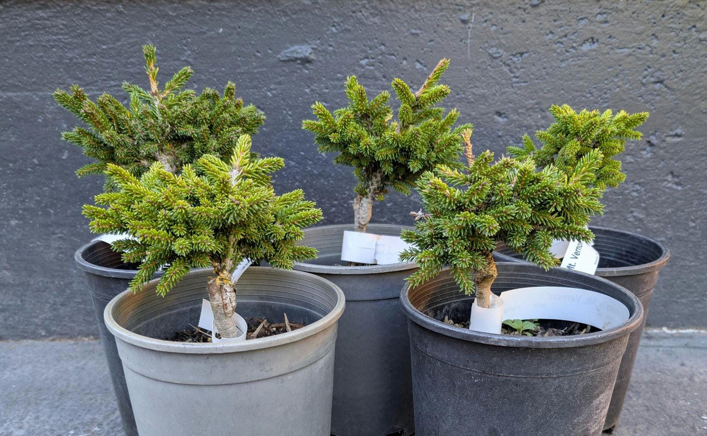 Mt. Vernon Oriental Spruce, Miniature Collector Conifer - Live Plant