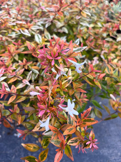 Abelia Suntastic Peach Flowering Shrub, Variegated Golden Foliage - Live Plant