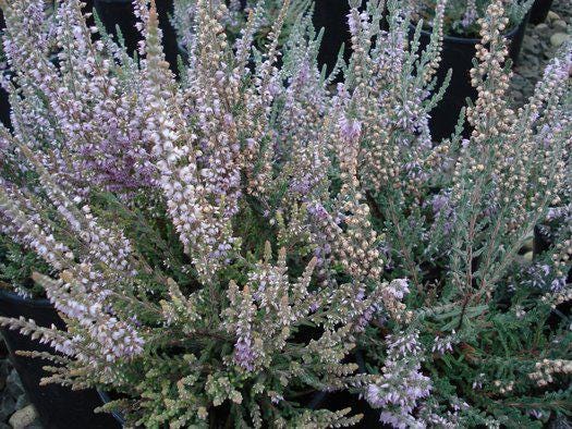 Silver Knight Heather, Lavender Blooms, Hardy Evergreen Shrub - Live Plant