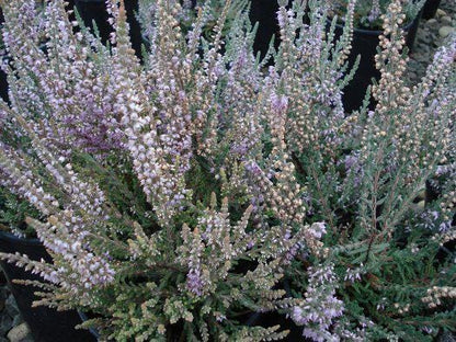 Silver Knight Heather, Lavender Blooms, Hardy Evergreen Shrub - Live Plant