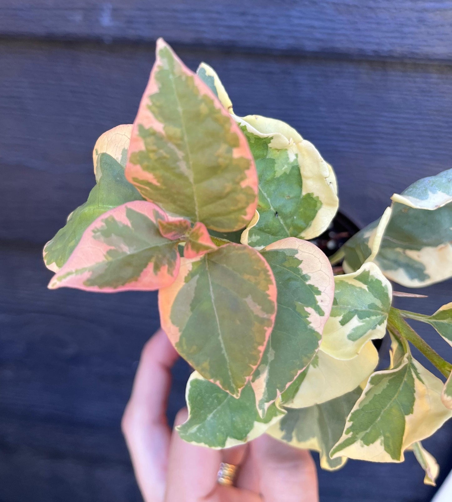 Bengal Orange Bougainvillea Rare Variegated Flowering Vine - Live Plant