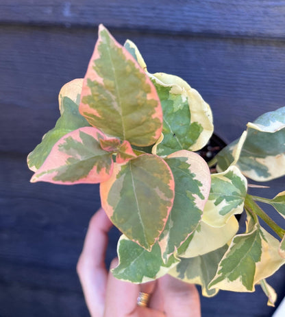 Bengal Orange Bougainvillea Rare Variegated Flowering Vine - Live Plant