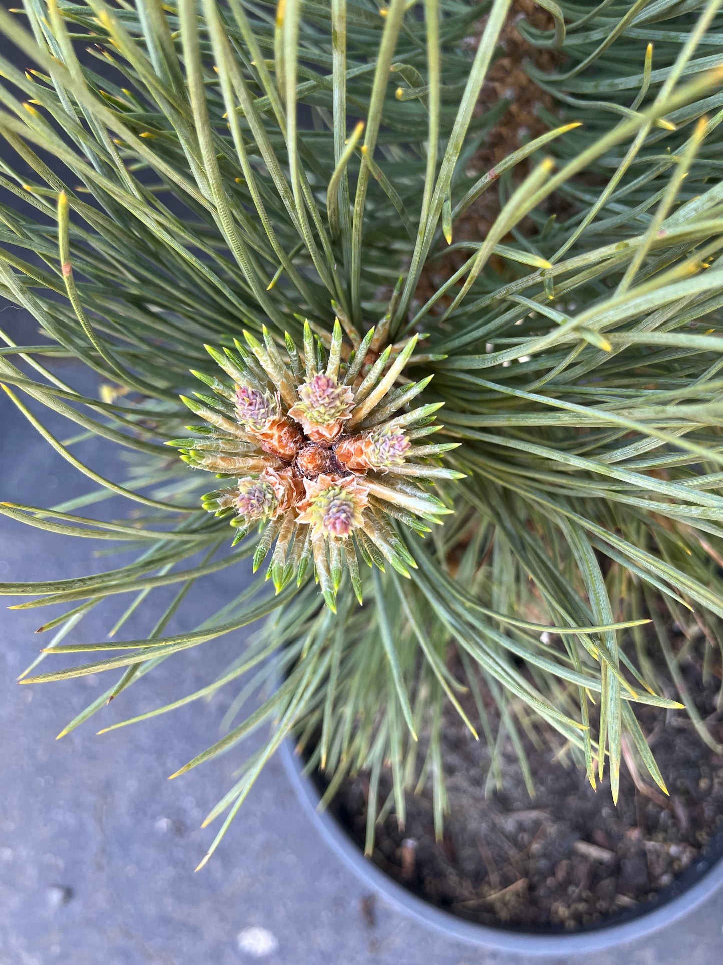 Dusty Blue Rare Dwarf Ponderosa Pine Collector Conifer - Live Plant