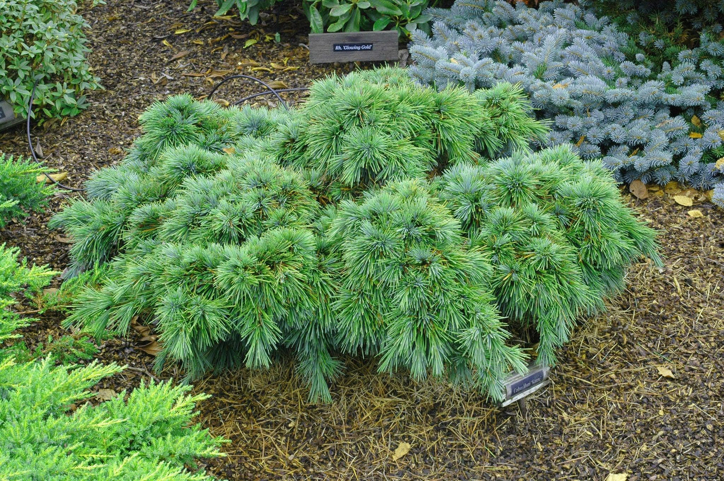 Katere Dwarf Cedar Of Lebanon, Rare Blue-Green Conifer - Live Plant