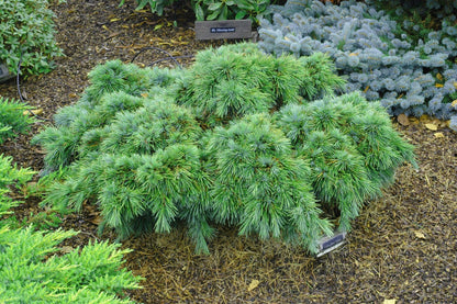 Katere Dwarf Cedar Of Lebanon, Rare Blue-Green Conifer - Live Plant