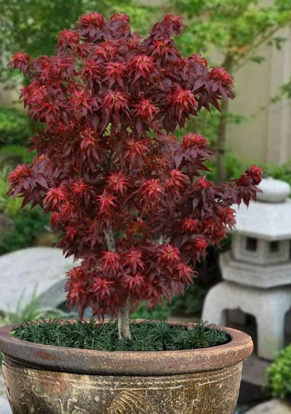 Kurenai Jishi Japanese Maple, Rare Red Lion's Head Acer Palmatum - Live Plant