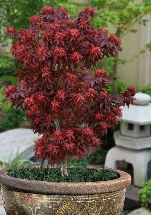 Kurenai Jishi Japanese Maple, Rare Red Lion's Head Acer Palmatum - Live Plant