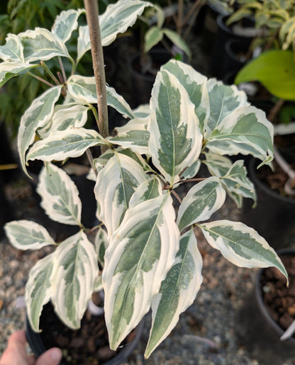 Summer Fun Variegated Dogwood Tree Cornus Kousa - Live Plant