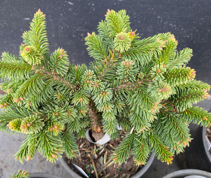 Medusa Rare Miniature Norway Spruce, Collector Conifer Tree - Live Plant