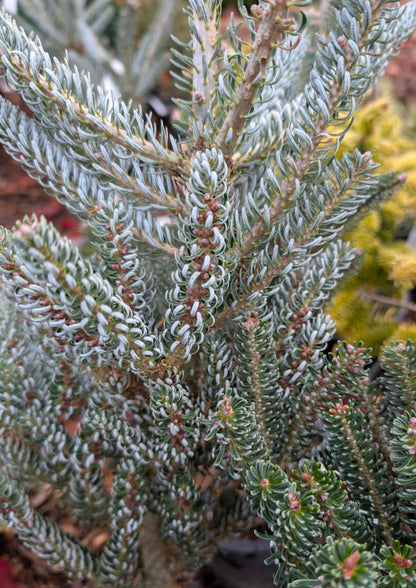 Horstmann's Silberlocke Korean Fir, Upright Silver-White Conifer Purple Cones - Live Plant