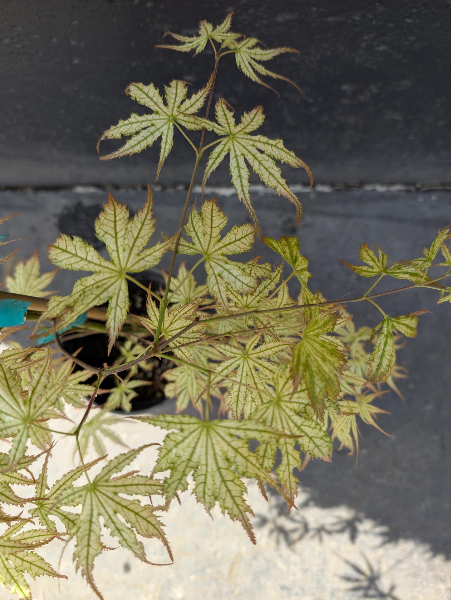 Peaches and Cream Japanese Maple, Pink Cream Variegated Acer Palmatum - Live Plant