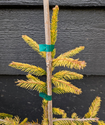 Catharine's Golden Heart Rare Golden Norway Spruce, Weeping Conifer - Live Plant