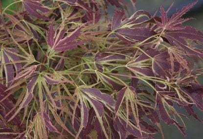 Manyo No Sato Variegated Japanese Maple, Purple Acer Palmatum Tree - Live Plant