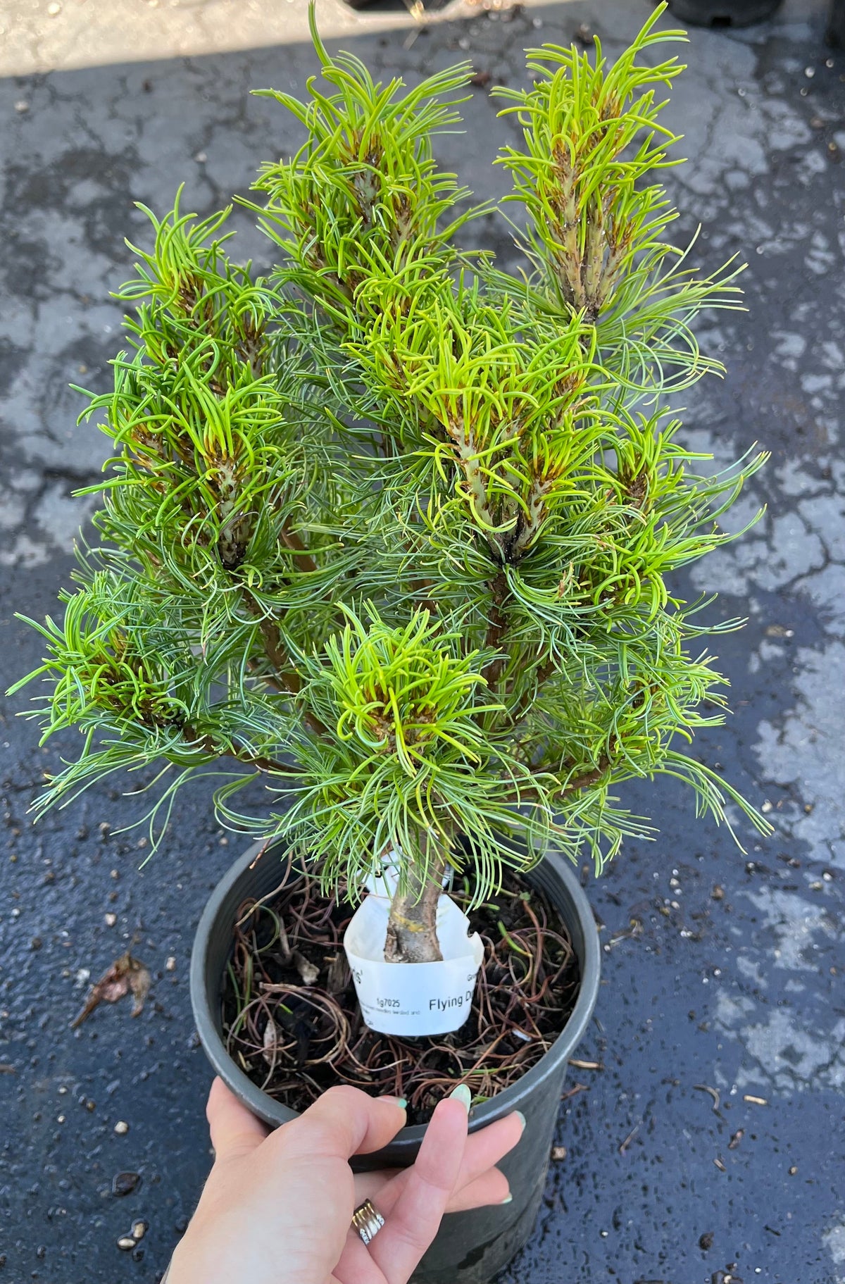 Tiny Kurls Dwarf Eastern White Pine, Unique Twisted Blue-Green Needles - Live Plant