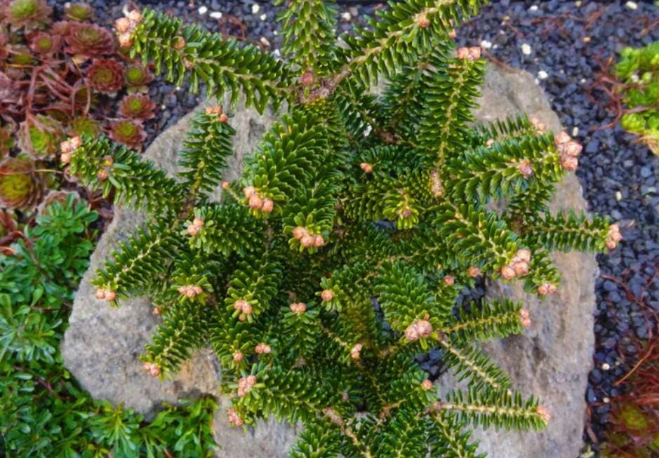 Alpine Star Korean Fir, Miniature Abies Koreana Rare Evergreen Conifer - Live Plant