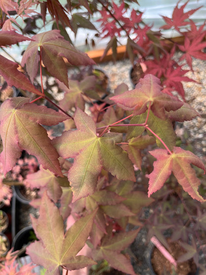 Mystic Jewel Japanese Maple Tree, Heat Tolerant Acer Oliverianum - Live Plant