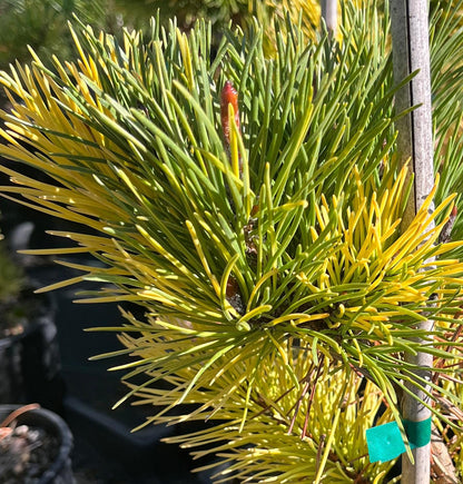Splashes Rare Variegated Shore Pine, Pinus Contorta Collector Conifer - Live Plant