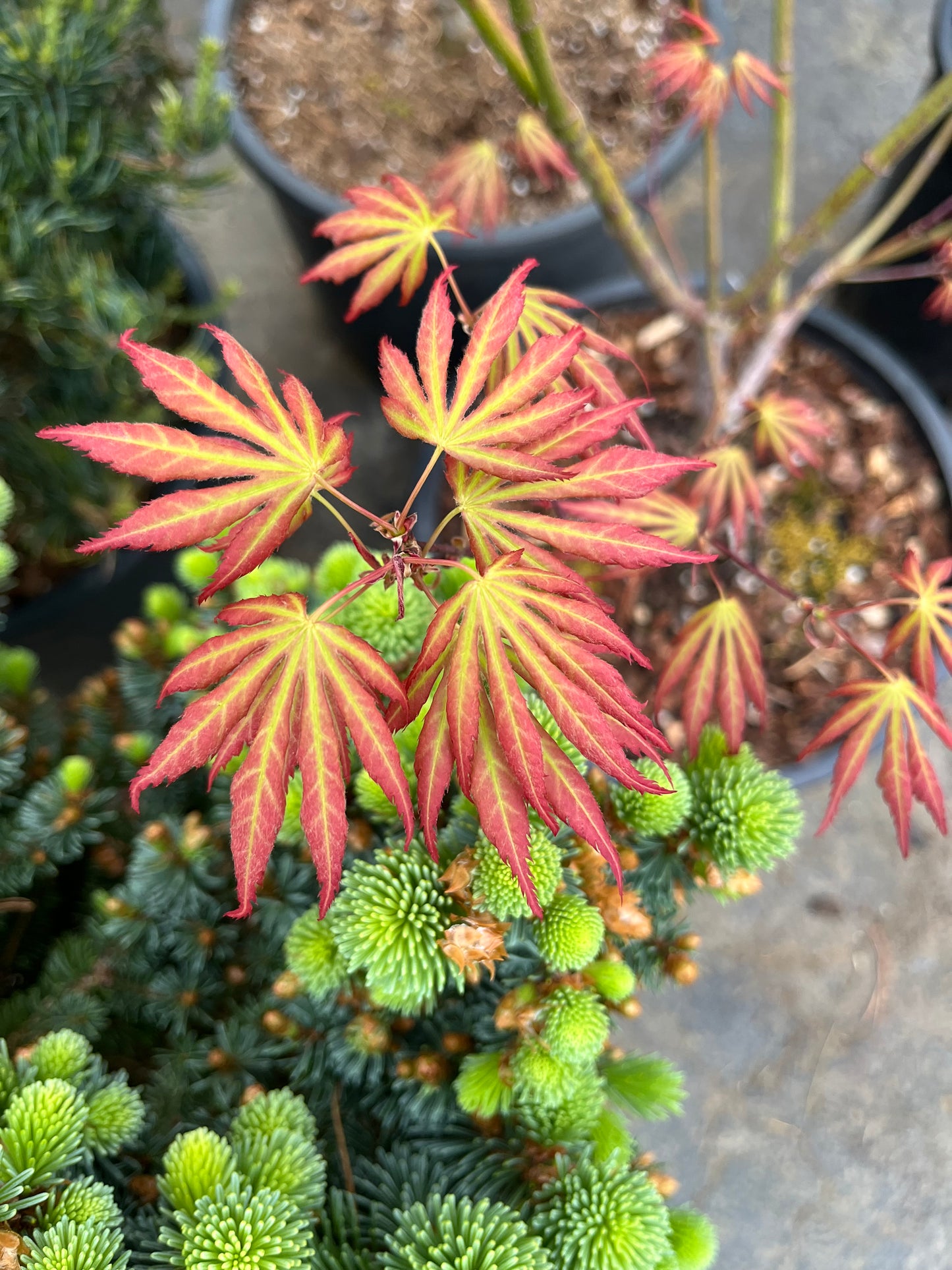 Bronze Age Japanese Maple, Rare Full Moon Acer Palmatum Dwarf Tree - Live Plant