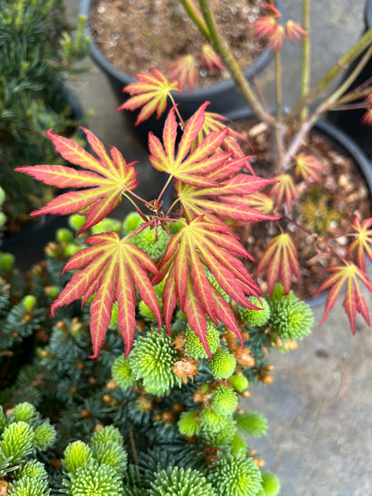 Bronze Age Japanese Maple, Rare Full Moon Acer Palmatum Dwarf Tree - Live Plant