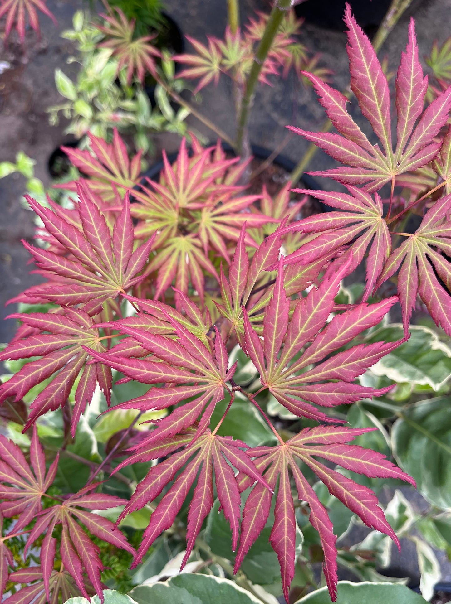 Bronze Age Japanese Maple, Rare Full Moon Acer Palmatum Dwarf Tree - Live Plant