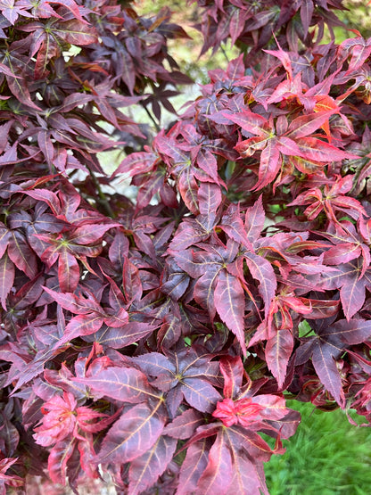 Kurenai Jishi Japanese Maple, Rare Red Lion's Head Acer Palmatum - Live Plant