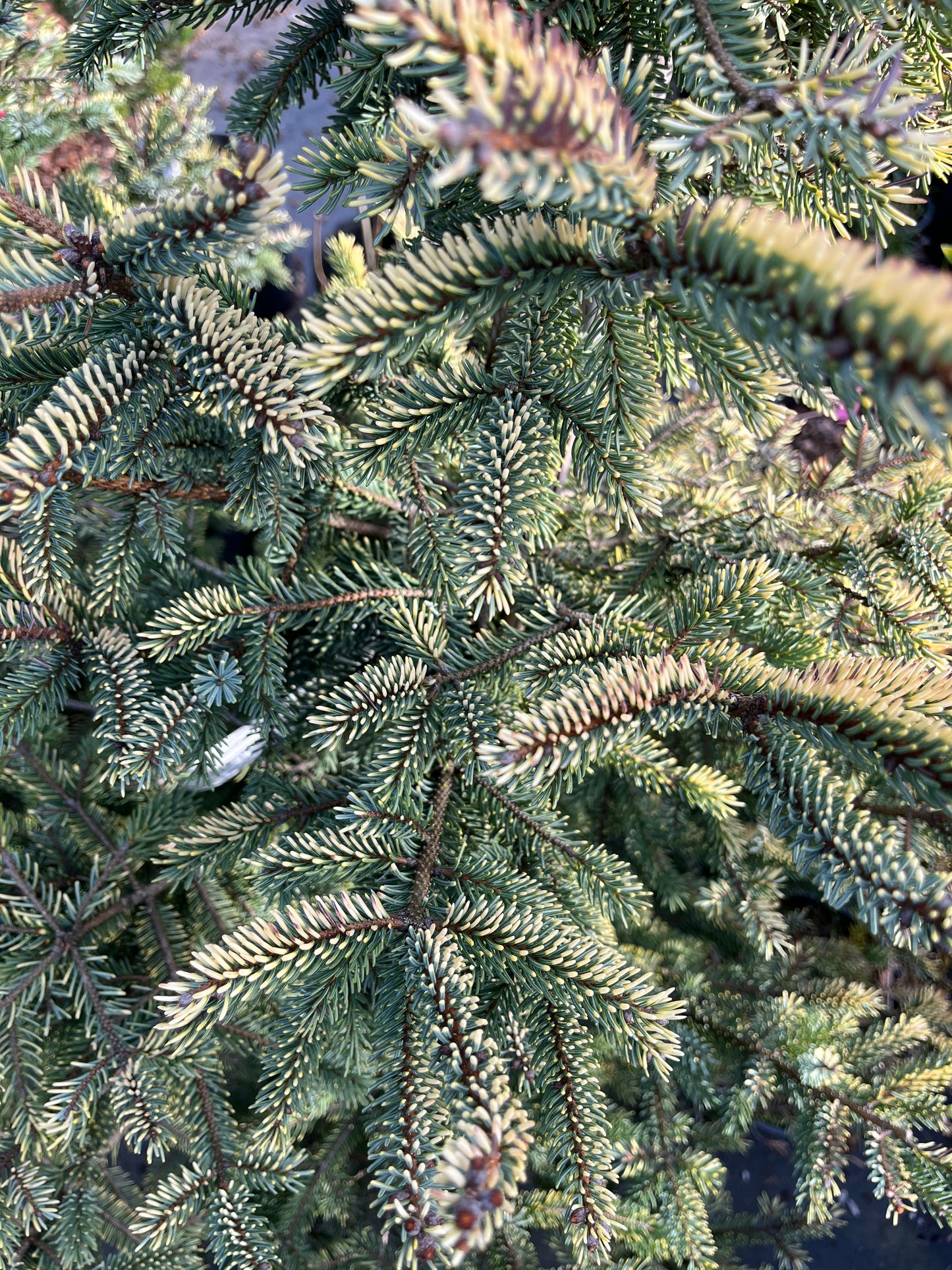 Aureovariegata Variegated Golden Black Hills Spruce Conifer Tree - Live Plant