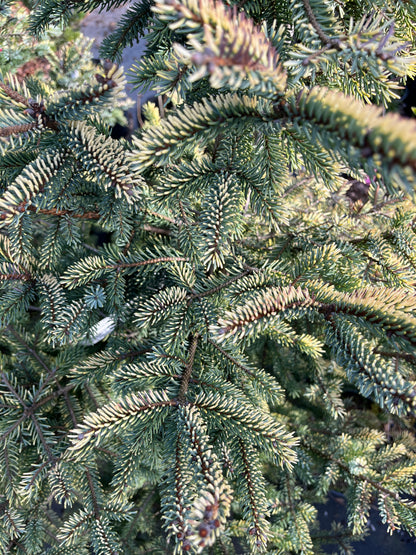 Aureovariegata Variegated Golden Black Hills Spruce Conifer Tree - Live Plant