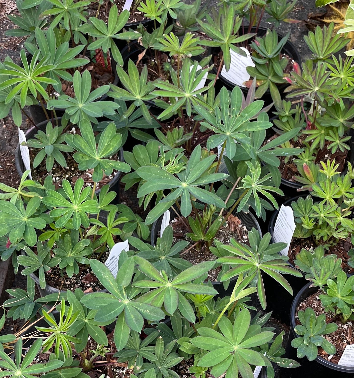 Tequila Flame Lupine, Vibrant Perennial, Pollinator Friendly Garden Flower - Live Plant