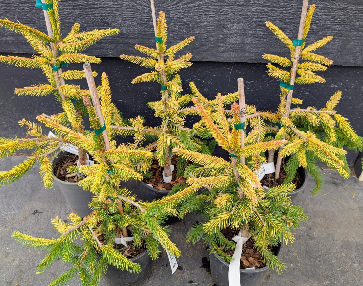 Catharine's Golden Heart Rare Golden Norway Spruce, Weeping Conifer - Live Plant