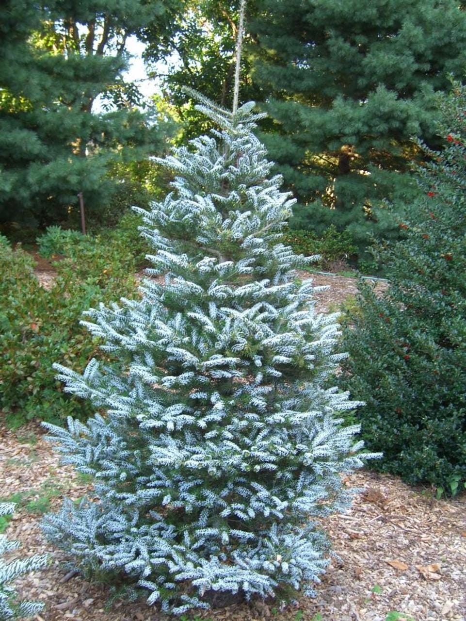 Horstmann's Silberlocke Korean Fir, Upright Silver-White Conifer Purple Cones - Live Plant